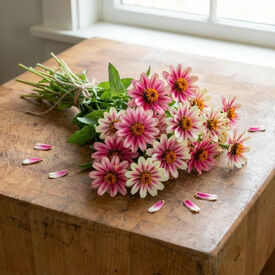 Cherry Bicolor Profusion, Zinnia Seeds
